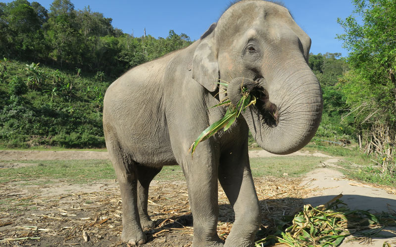 éléphant chiang mai Thaïlande